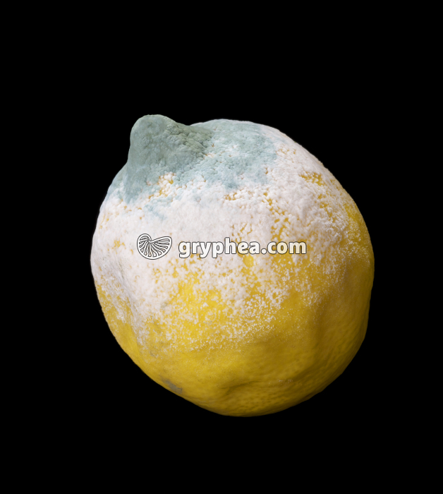 Moisissures - Penicillium sur citron (Penicillium italicum) - gryphea.com